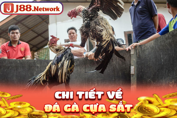 Chi tiết về đá gà cựa sắt Chi tiết về đá gà cựa sắt